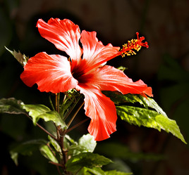 Similar image 650698