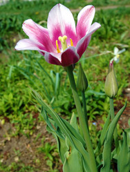 Similar image 650780