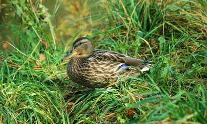 Similar image 650812