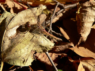 Similar image 650941