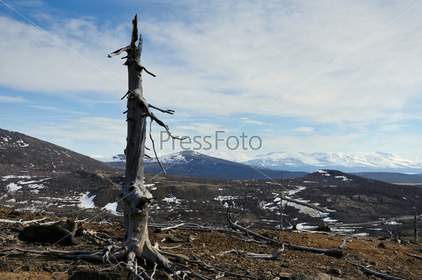 Фотография на тему Ствол мертвого дерева на склоне голой горы | PressFoto