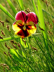 Similar image 652100