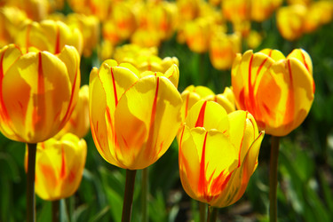 Similar image 652217