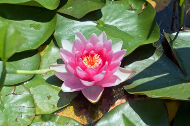 Similar image 653695