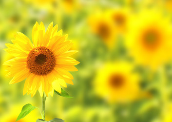 Similar image 654175