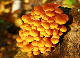 Similar image 655345