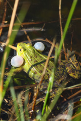 Similar image 655504