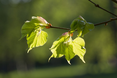 Similar image 655655