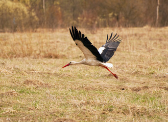 Similar image 657056