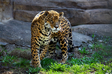 Similar image 657244