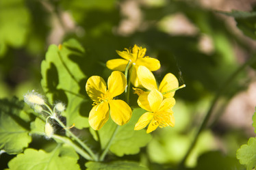 Similar image 658287