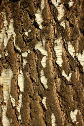 Similar image 658613