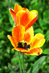 Similar image 658724