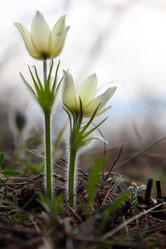 Similar image 659409