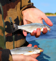 Similar image 659440