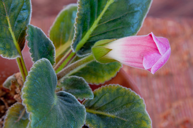 Similar image 659800