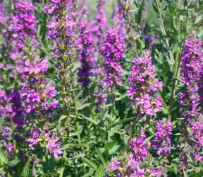 Similar image 660299