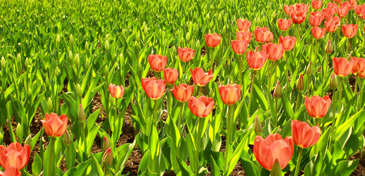 Similar image 660446