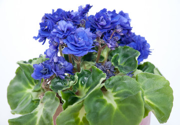 Similar image 660456