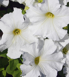 Similar image 660459