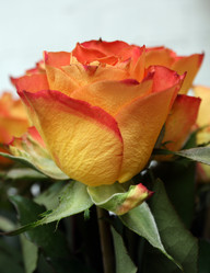 Similar image 660593