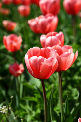 Similar image 661729