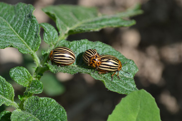 Similar image 664343