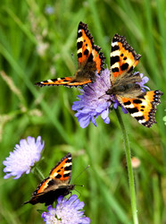 Similar image 664365