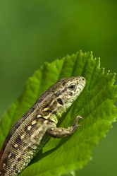 Similar image 664514