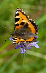 Similar image 665337