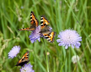 Similar image 665667