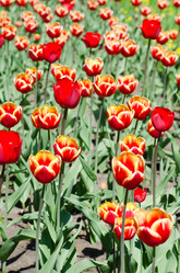 Similar image 666118