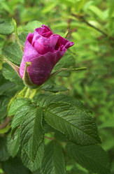 Similar image 669839