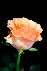 Similar image 672185