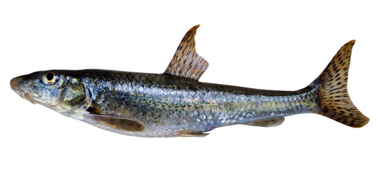 Similar image 673343