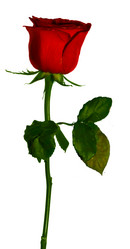 Similar image 673856