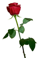 Similar image 673988