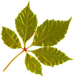 Similar image 674589