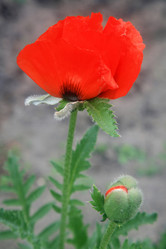 Similar image 681385