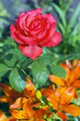 Similar image 681866