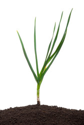 Similar image 682528