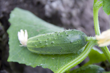 Similar image 684185