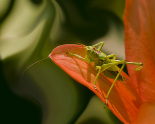 Similar image 684653