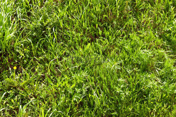 Фотография на тему Весенняя трава, фон | PressFoto