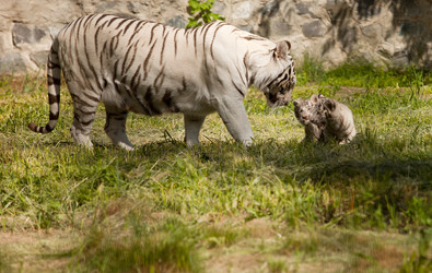 Similar image 684738