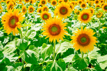 Similar image 685541