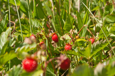 Similar image 686682