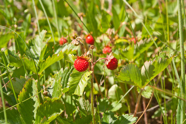 Similar image 686685