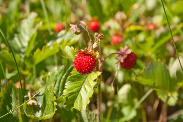 Similar image 686686