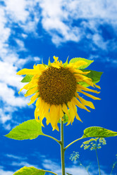 Similar image 687549